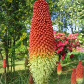 6 x Tritoma 'Royal Standard' - Kniphofia 'Royal Standard'  - godet 9cm x 9cm