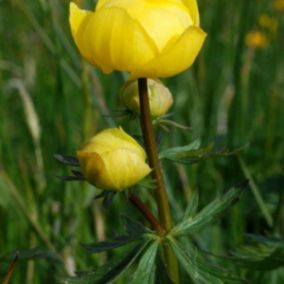 6 x Trolle d'Europe - Trollius europaeus  - godet 9cm x 9cm