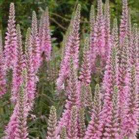 6 x Véronique en épis 'Heidekind' - Veronica spicata 'Heidekind'  - godet 9cm x 9cm