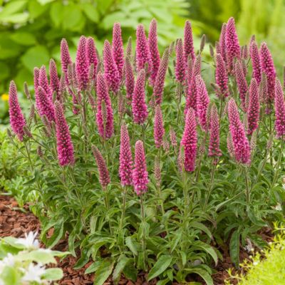 6 x Véronique en épis 'Heidekind' - Veronica spicata 'Heidekind'  - godet 9cm x 9cm