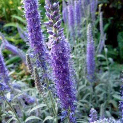 6 x Véronique en épis 'Incana' - Veronica spicata 'Incana'  - godet 9cm x 9cm