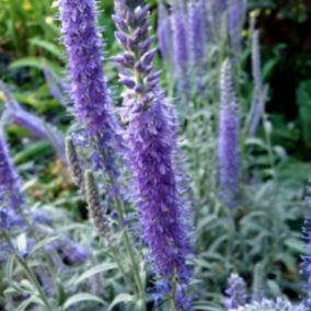 6 x Véronique en épis 'Incana' - Veronica spicata 'Incana'  - godet 9cm x 9cm