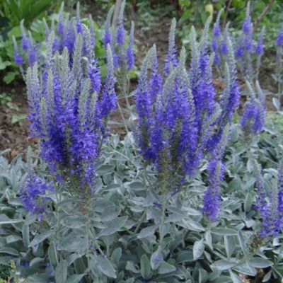 6 x Véronique en épis 'Incana' - Veronica spicata 'Incana'  - godet 9cm x 9cm