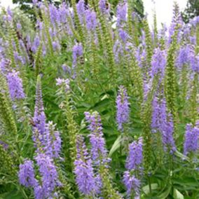 6 x Véronique en épis - Veronica spicata  - godet 9cm x 9cm