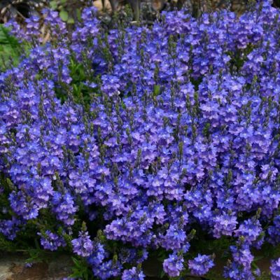 6 x Véronique prostrée 'Blue Sheen' - Veronica prostrata 'Blue Sheen'  - godet 9cm x 9cm