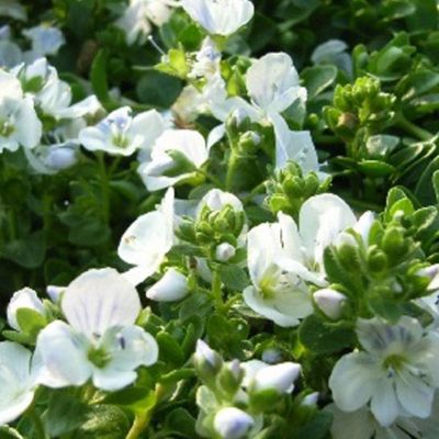 6 x Véronique rampante - Veronica repens  - godet 9cm x 9cm