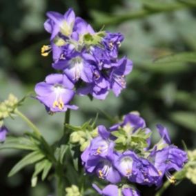 6 x Valériane grecque - Polemonium caeruleum  - godet 9cm x 9cm