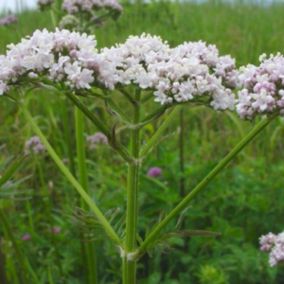 6 x Valériane officinale - Valeriana officinalis  - godet 9cm x 9cm