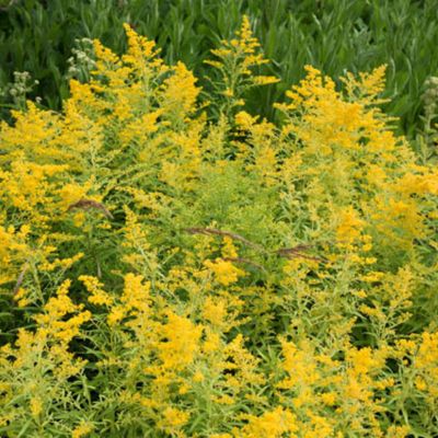 6 x Verge d'or 'Goldenmosa' - Solidago 'Goldenmosa'  - godet 9cm x 9cm