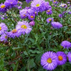 6 x Vergerette 'Azurfee' - Erigeron 'Azurfee'  - godet 9cm x 9cm