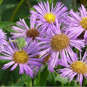 6 x Vergerette 'Dunkelste Aller' - Erigeron 'Dunkelste Aller'  - godet 9cm x 9cm