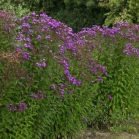 6 x Vernonia crinita 'Mammuth' - Vernonia crinita 'Mammuth'  - godet 9cm x 9cm