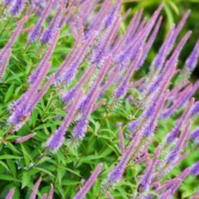 6 x Veronicastrum virginicum 'Fascination' - Veronicastrum virginicum 'Fascination'  - godet 9cm x 9cm