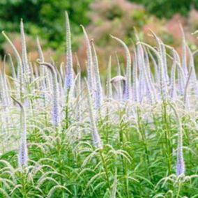 6 x Veronicastrum virginicum 'Lavendelturm' - Veronicastrum virginicum 'Lavendelturm'  - godet 9cm x 9cm