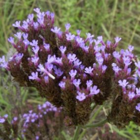 6 x Verveine de Buenos Aires - Verbena bonariensis  - godet 9cm x 9cm