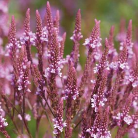 6 x Verveine hastée 'Pink Spires' - Verbena hastata 'Pink Spires'  - godet 9cm x 9cm