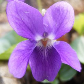 6 x Violette à parfum - Viola odorata  - godet 9cm x 9cm