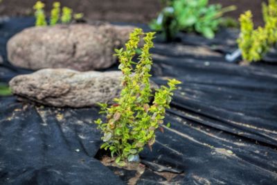75 m x 1 m feutre de paillage anti-mauvaises herbes, avec 2 surfaces, PES/PP Aquagart