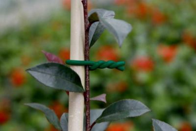 Nortene Lien mousse BIFLEX pour plantes fragiles 3 5 mm