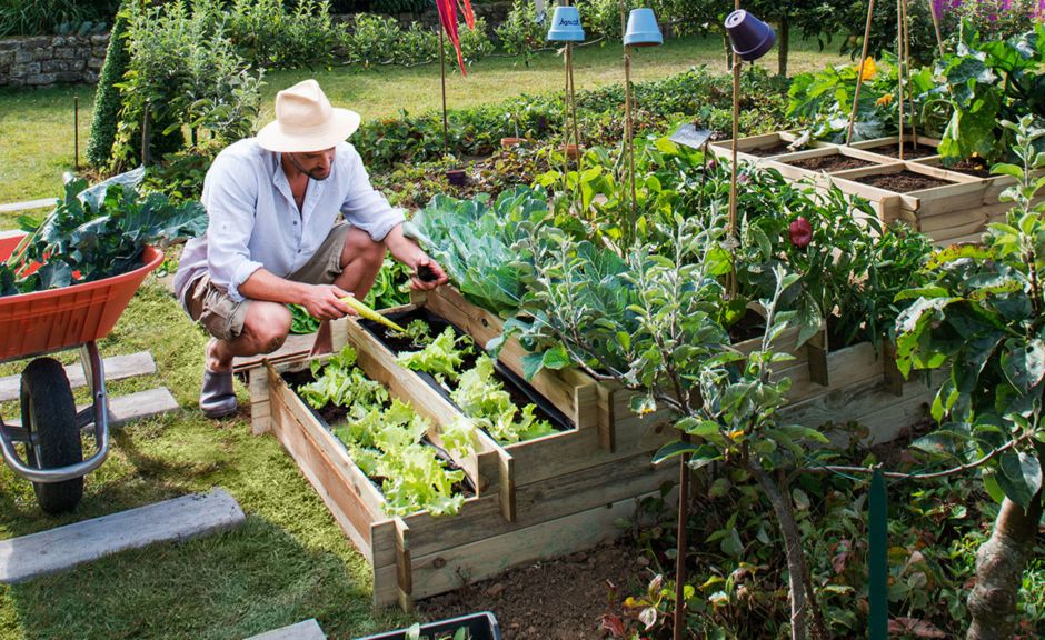 Castorama potager