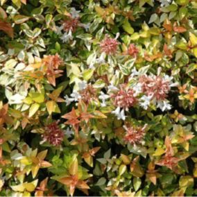 Abélie - Abelia Grandiflora Kaleidoscope  - 50-60 cm pot