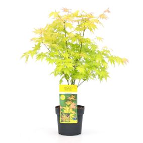 Acer 'Orange Dream' - Érable du Japon - Pot 19cm - Hauteur 60-70cm