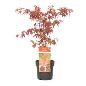 Acer palmatum 'Anthropurpureum' - Érable japonais - Pot 19cm - Hauteur 60-70cm