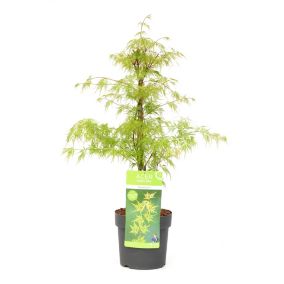 Acer palmatum 'Emerald Lace' - Érable japonais - Pot 19cm - Hauteur 60-70cm