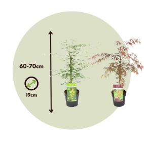 Acer palmatum Garnet, Emerald Lace - Mix de 2 - Pot 19cm - Hauteur 60-70cm