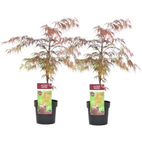 Acer palmatum 'Garnet' - Set de 2 - Erable japonais - Pot 19cm - Hauteur 60-70cm