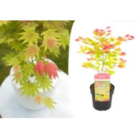 Acer palmatum 'Lever de lune' - Érable japonais - Pot 19cm - Hauteur 40-50cm