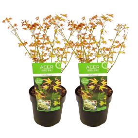 Acer palmatum 'Petite princesse' - Lot de 2 - Erable - Pot19cm - Hauteur 45-55cm