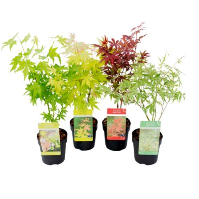 Acer palmatum - Set de 4 - Erable du Japon - Pot10,5cm - Hauteur 25-40cm