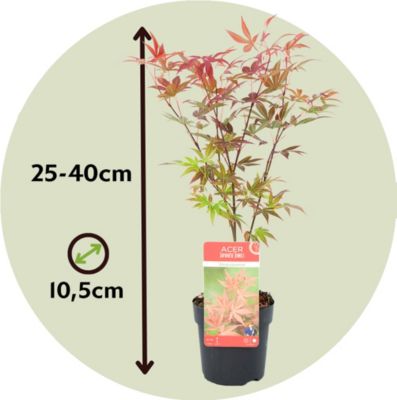 Acer palmatum - Set de 4 - Erable du Japon - Pot10,5cm - Hauteur 25-40cm