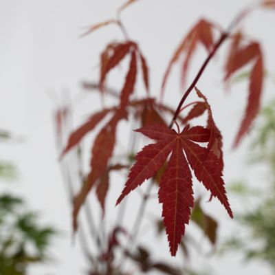 Acer palmatum - Set de 4 - Erable du Japon - Pot10,5cm - Hauteur 25-40cm