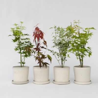 Acer palmatum - Set de 4 - Erable du Japon - Pot10,5cm - Hauteur 25-40cm