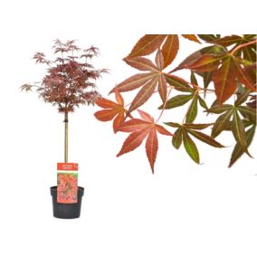 Acer palmatum 'Shaina' - Érable japonais - Pot 19cm - Hauteur 80-90cm