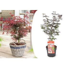 Acer palmatum 'Étoile de mer' - Érable japonais - Pot 19cm - Hauteur 60-70cm