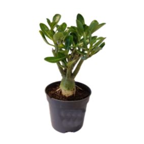 Adenium Obesum - Rosier du désert fleuri - Pot 10,5cm - Hauteur 25-40cm