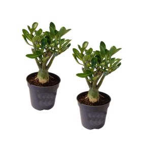 Adenium Obesum - Set de 2 - Roses du désert - Pot 10,5cm - Hauteur 25-40cm