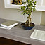 Adhésif décoratif d-c-fix® bois chêne Sheffield gris 2m x 0.45m