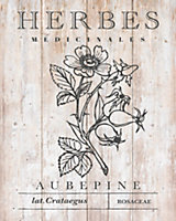 Affiche Aubepine naturel Dada Art l.24 x H.30 cm