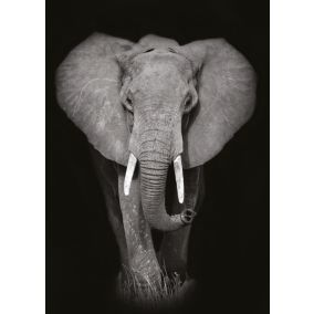 Affiche éléphant noir et blanc L.50 x H.70cm Dada Art