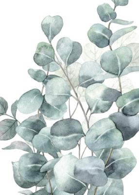 Affiche eucalyptus vert l.50 x 70 cm Dada art