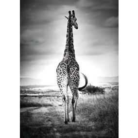 Affiche girafe de dos noir et blanc L.50 x H.70cm Dada Art