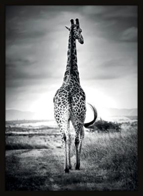 Affiche girafe de dos noir et blanc L.50 x H.70cm Dada Art