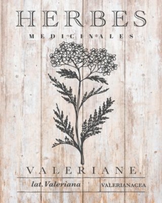 Affiche herbes médicinales valériane Dada Art l.24 x H.30 cm