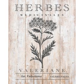 Affiche herbes médicinales valériane Dada Art l.24 x H.30 cm