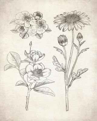Affiche illustration fleurs herbier vintage l.24 x H.30 cm Dada Art