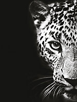 Affiche léopard 60 x 80 cm